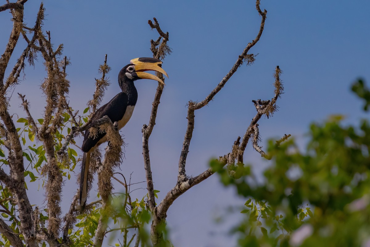 Malabar Pied-Hornbill - ML637743698