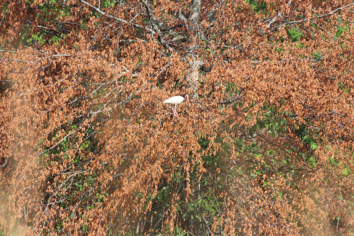 White Ibis - ML637743702
