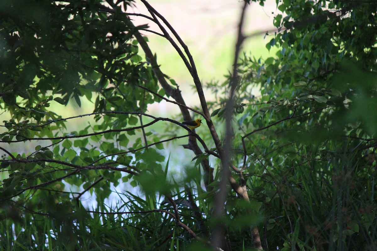 Prothonotary Warbler - ML637743745