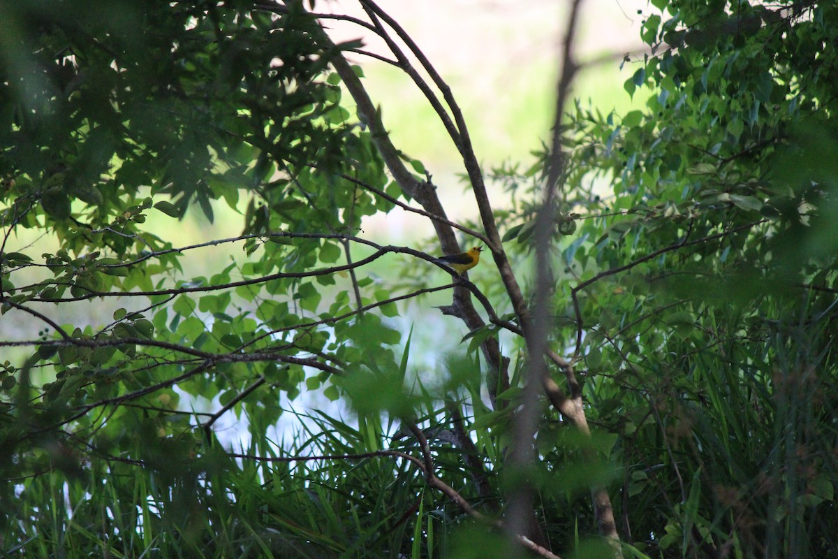 Prothonotary Warbler - ML637743746