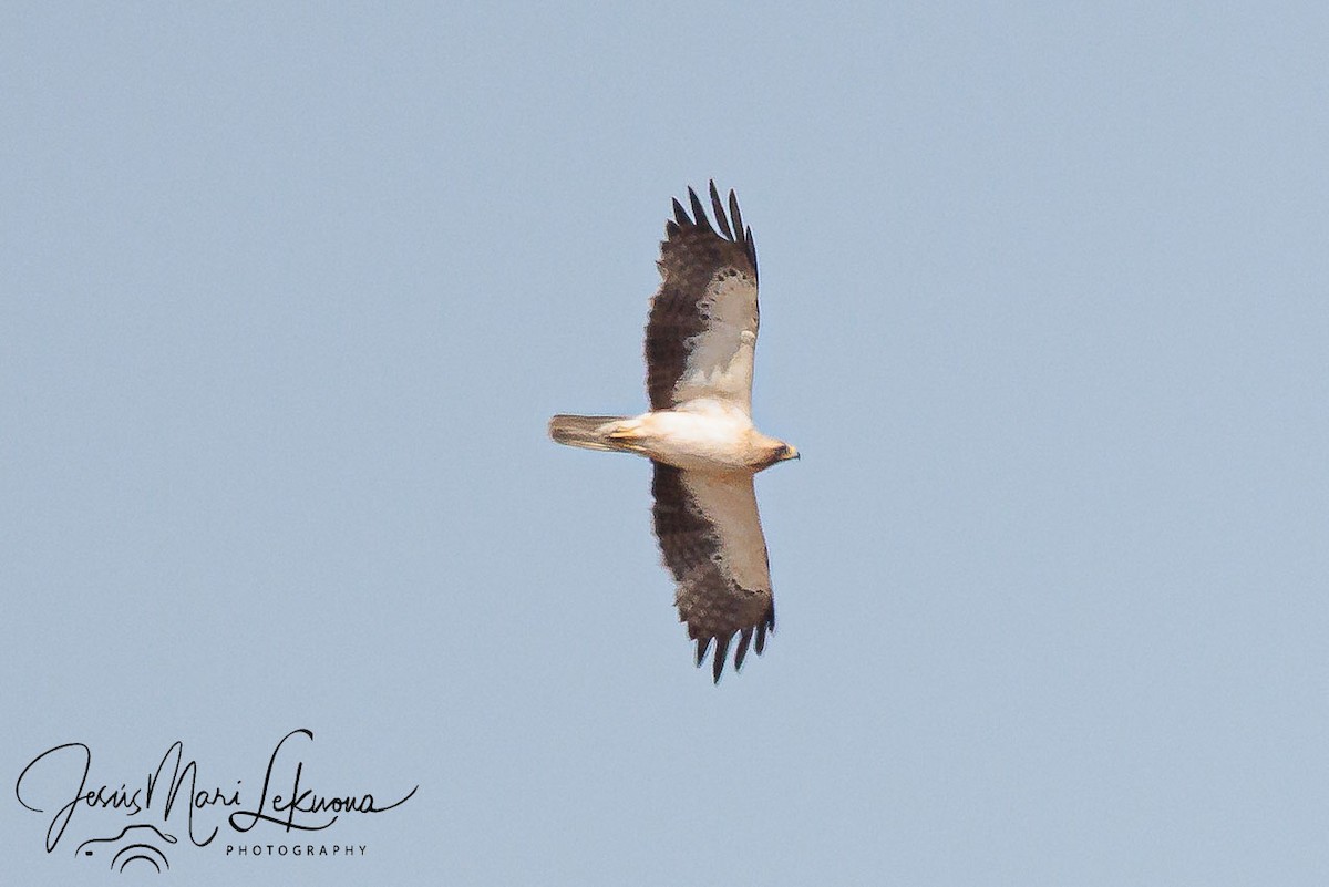 Águila Calzada - ML637743754