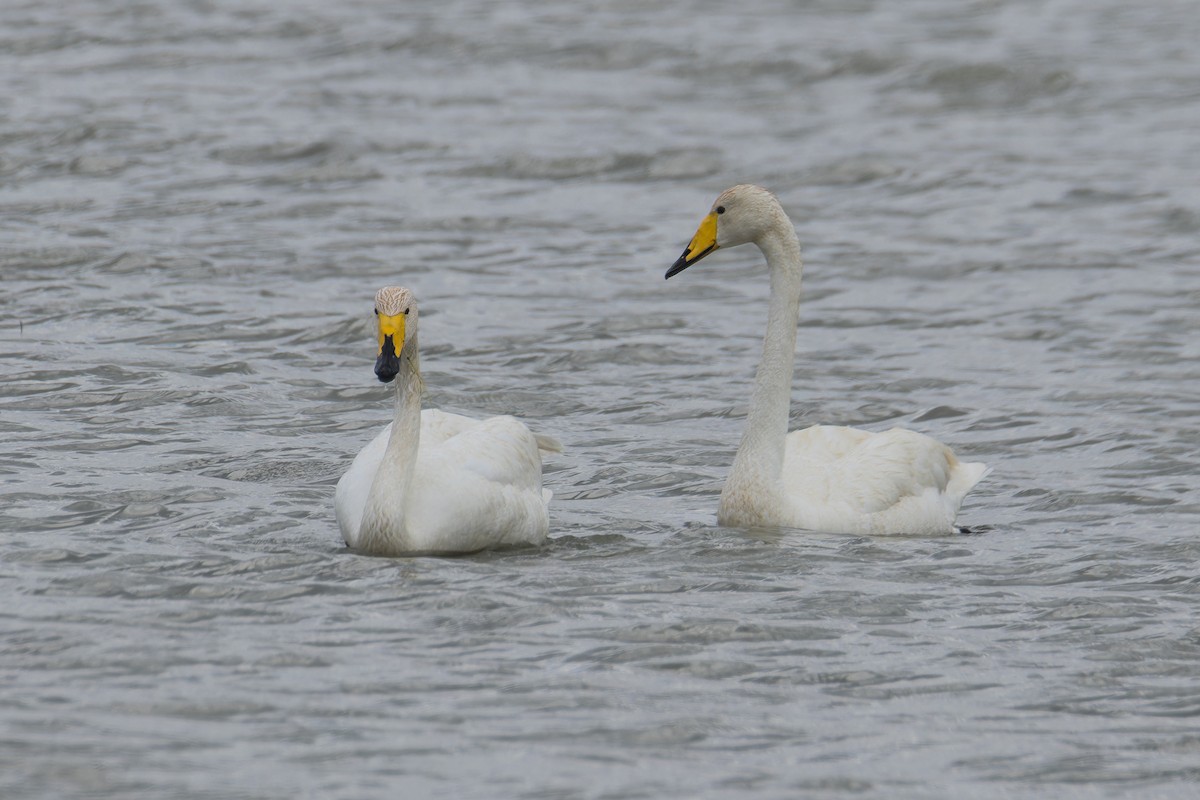 Cisne Cantor - ML637743757