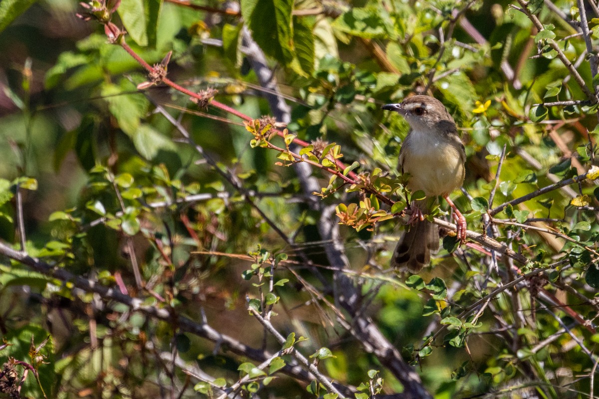 Prinia Sencilla - ML637743766