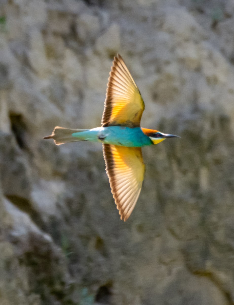 Abejaruco Europeo - ML637743770