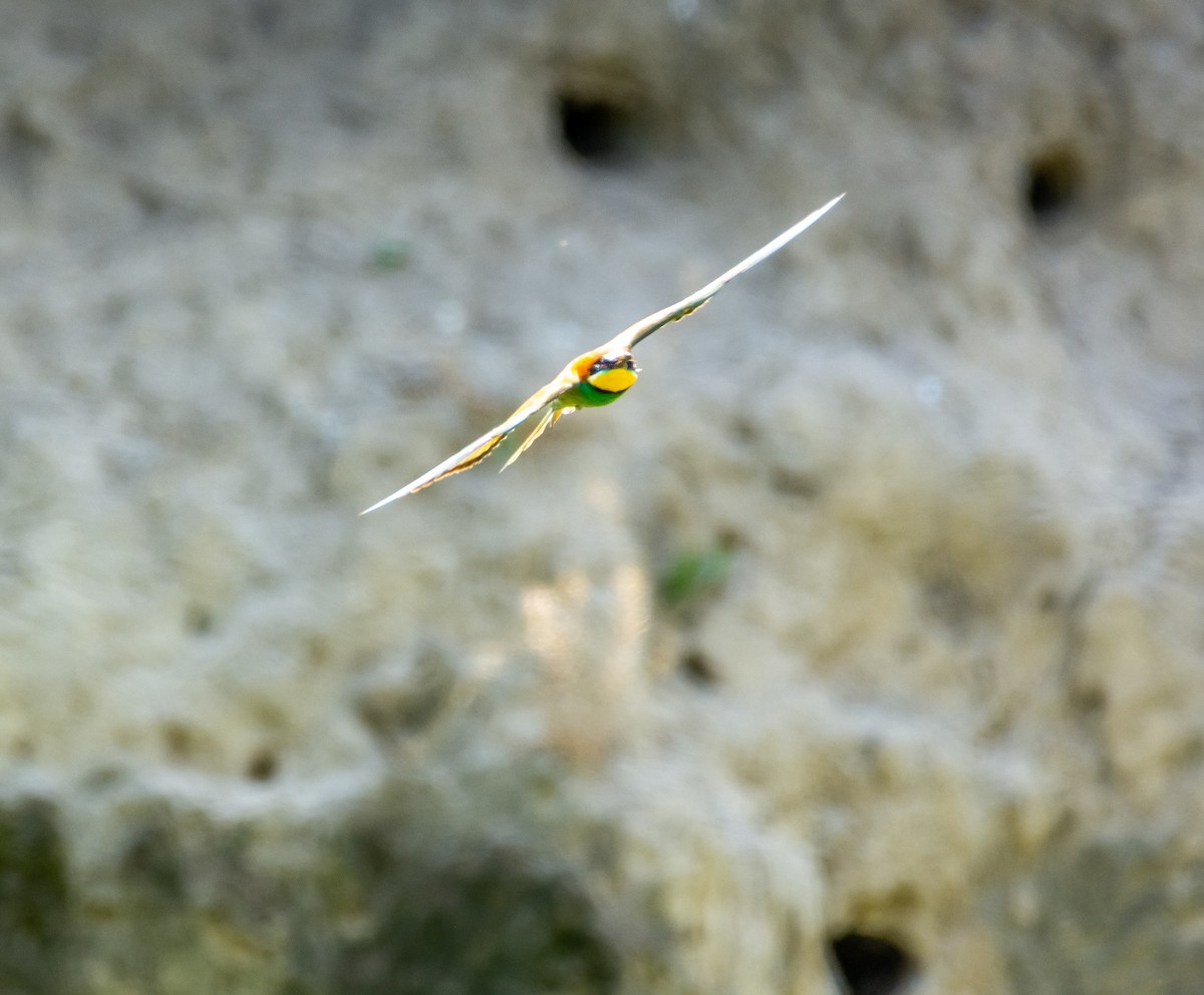 Abejaruco Europeo - ML637743775