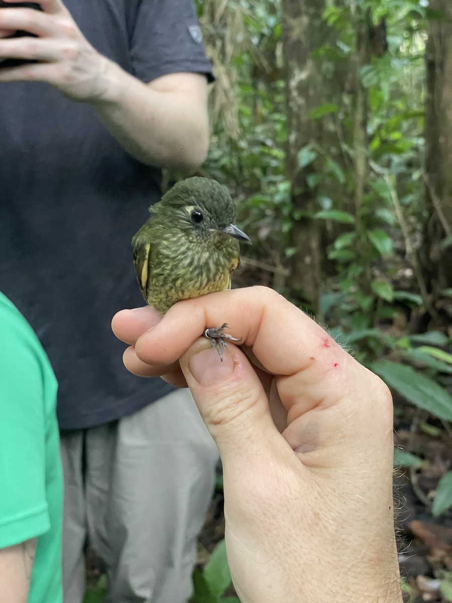 Olive-striped Flycatcher - ML637743789