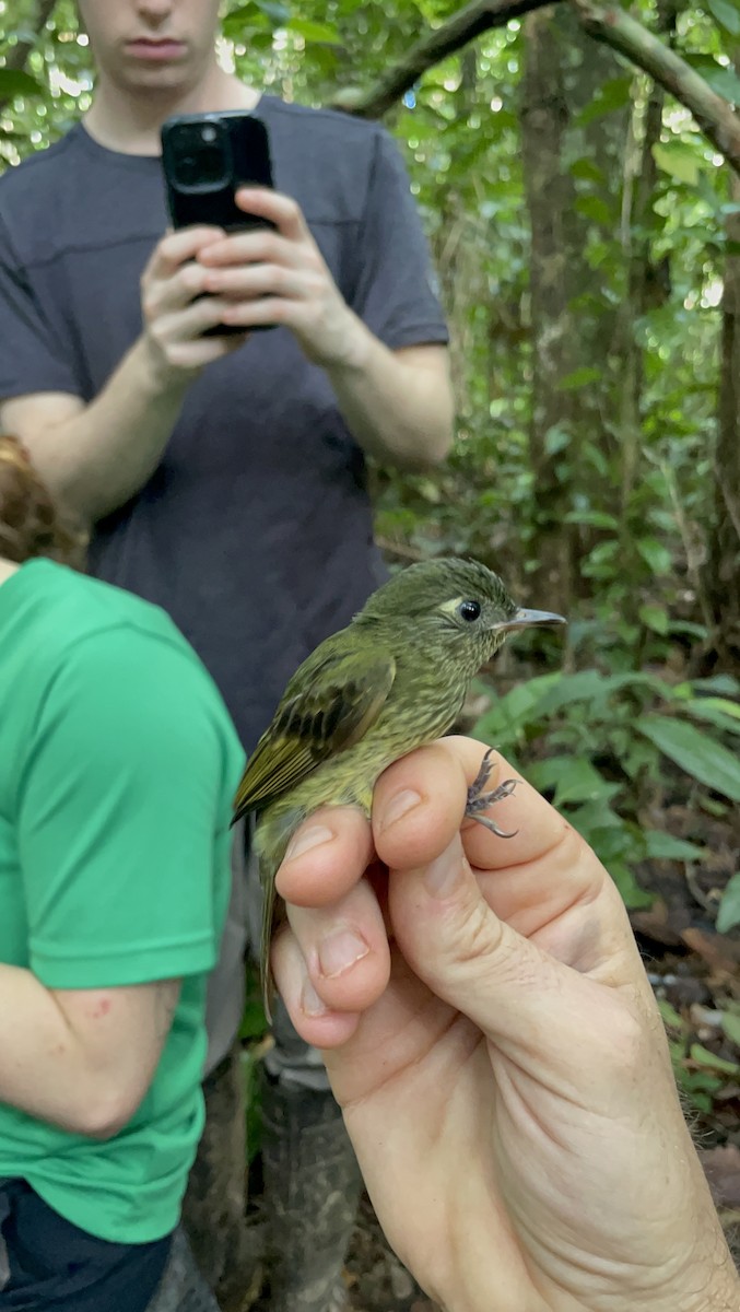 Olive-striped Flycatcher - ML637743790