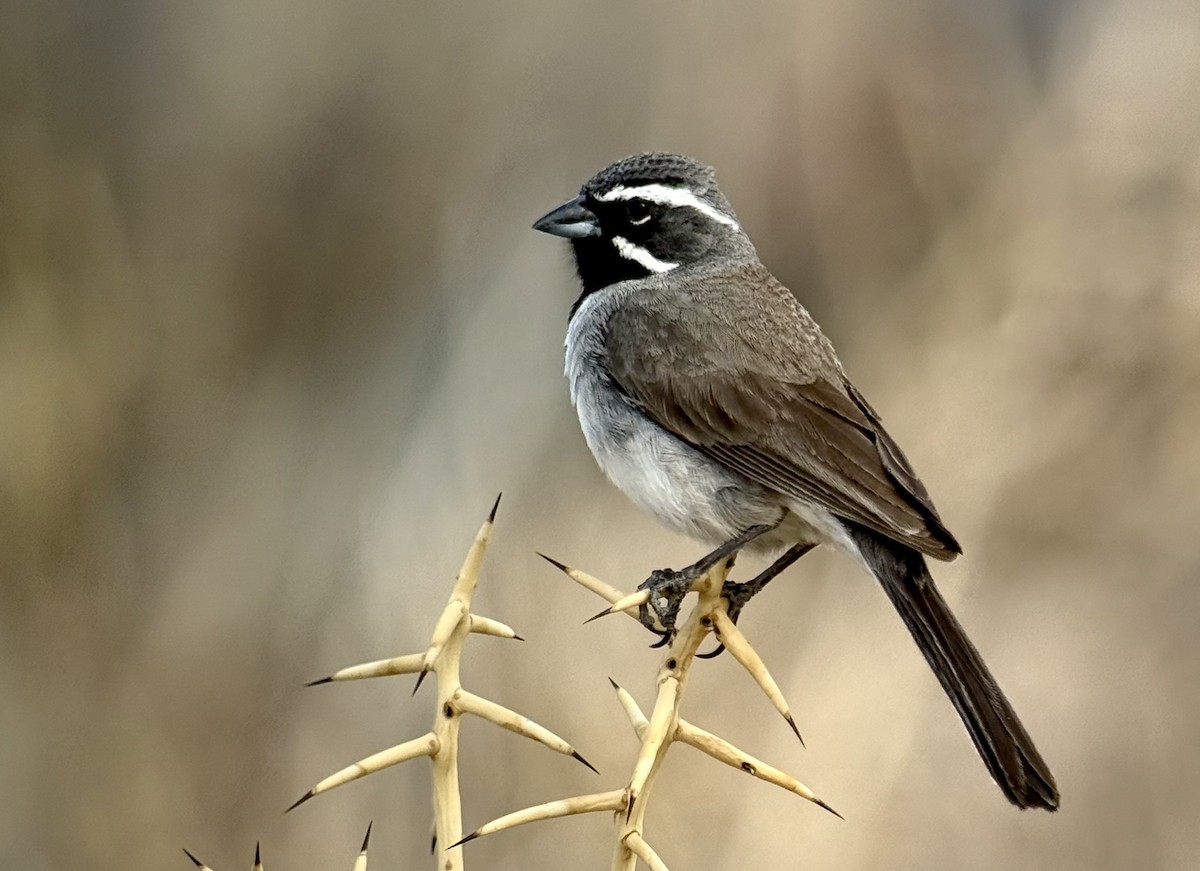 Black-throated Sparrow - ML637743830