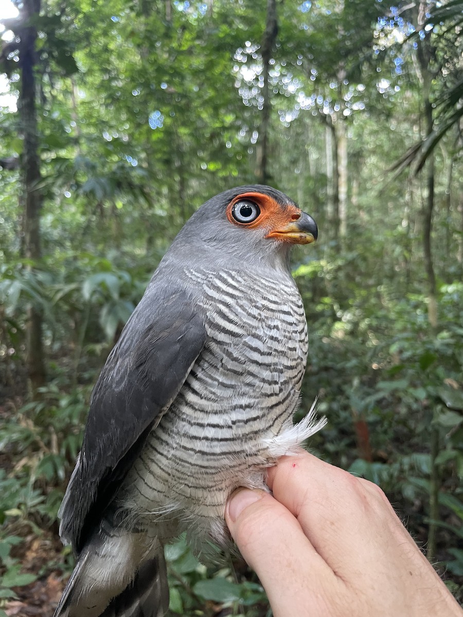 Lined Forest-Falcon - ML637743832