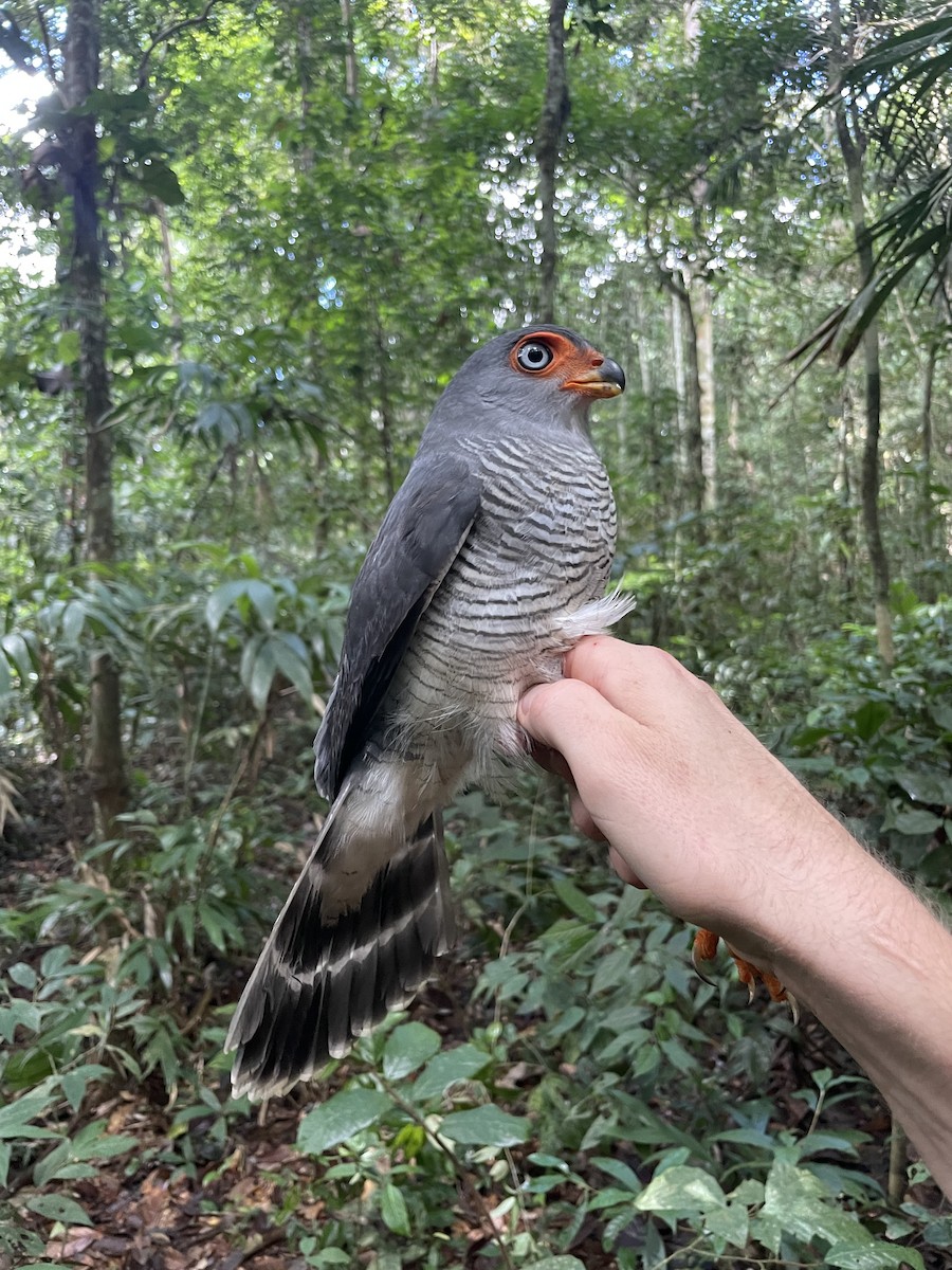 Lined Forest-Falcon - ML637743833