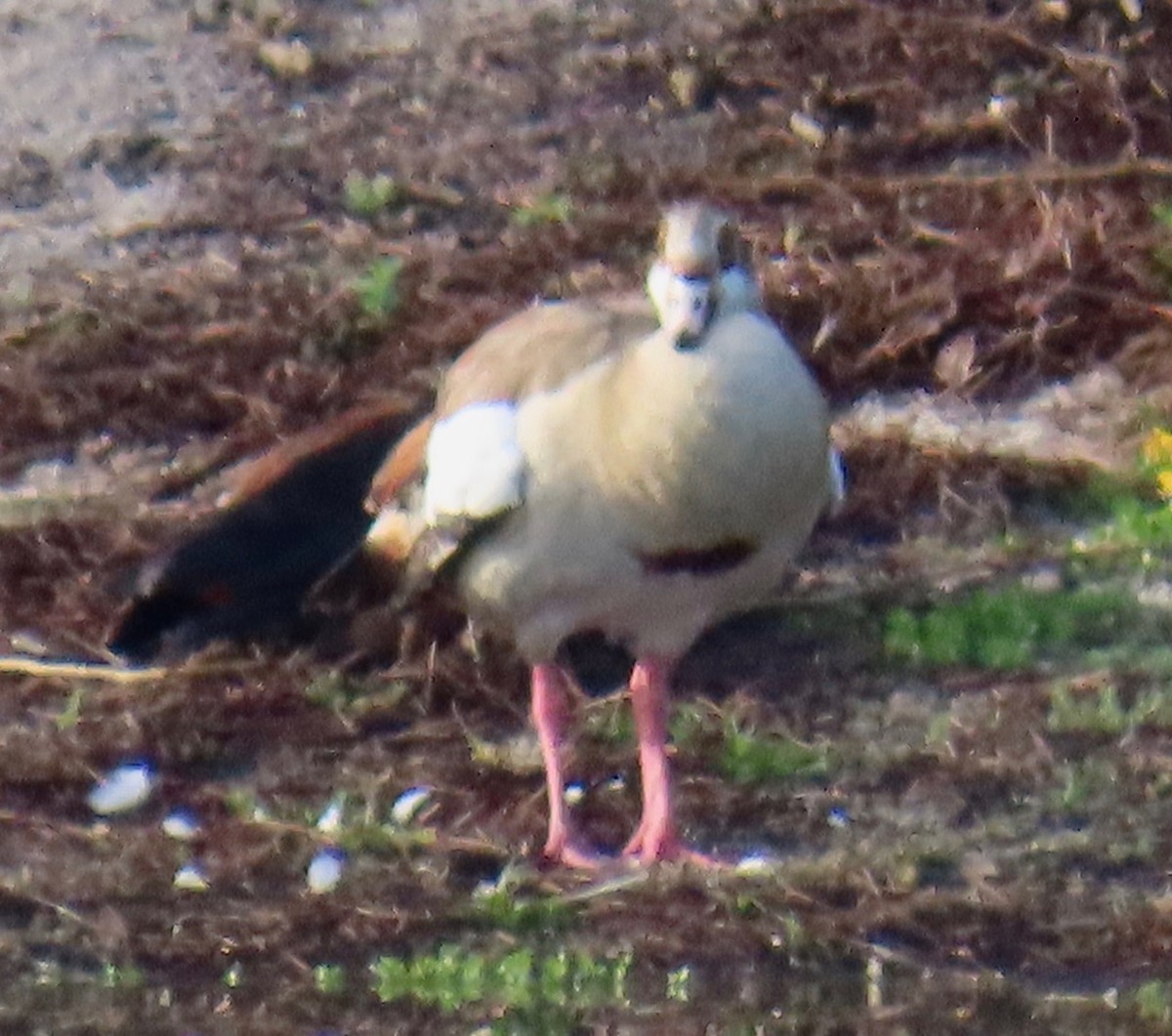 Egyptian Goose - ML637743835