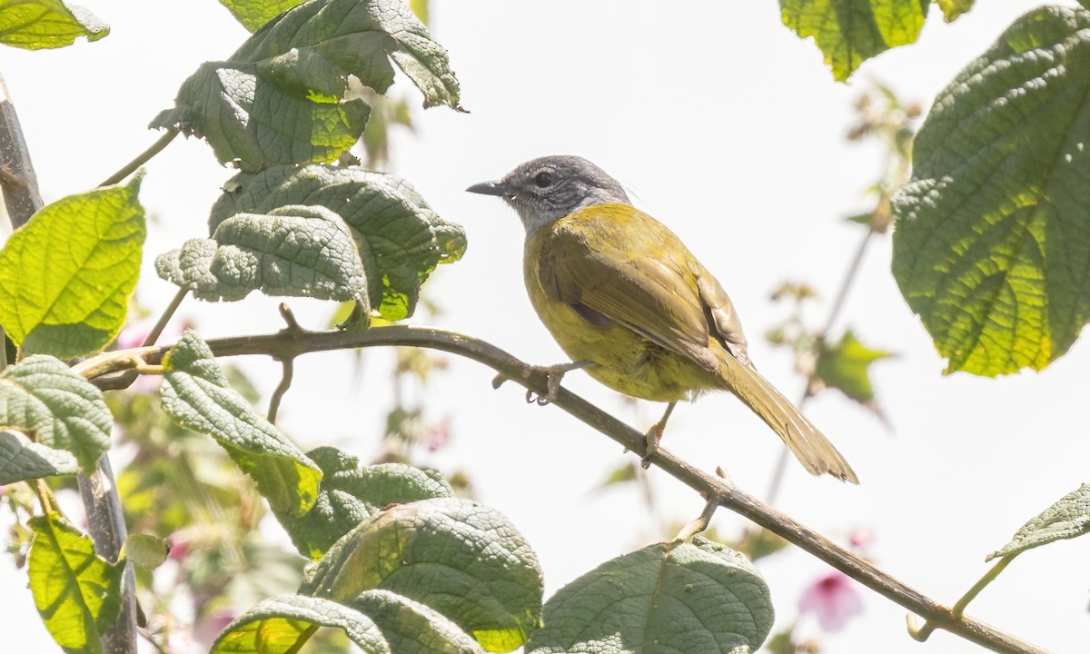 Kikuyu Mountain Greenbul - ML637743842