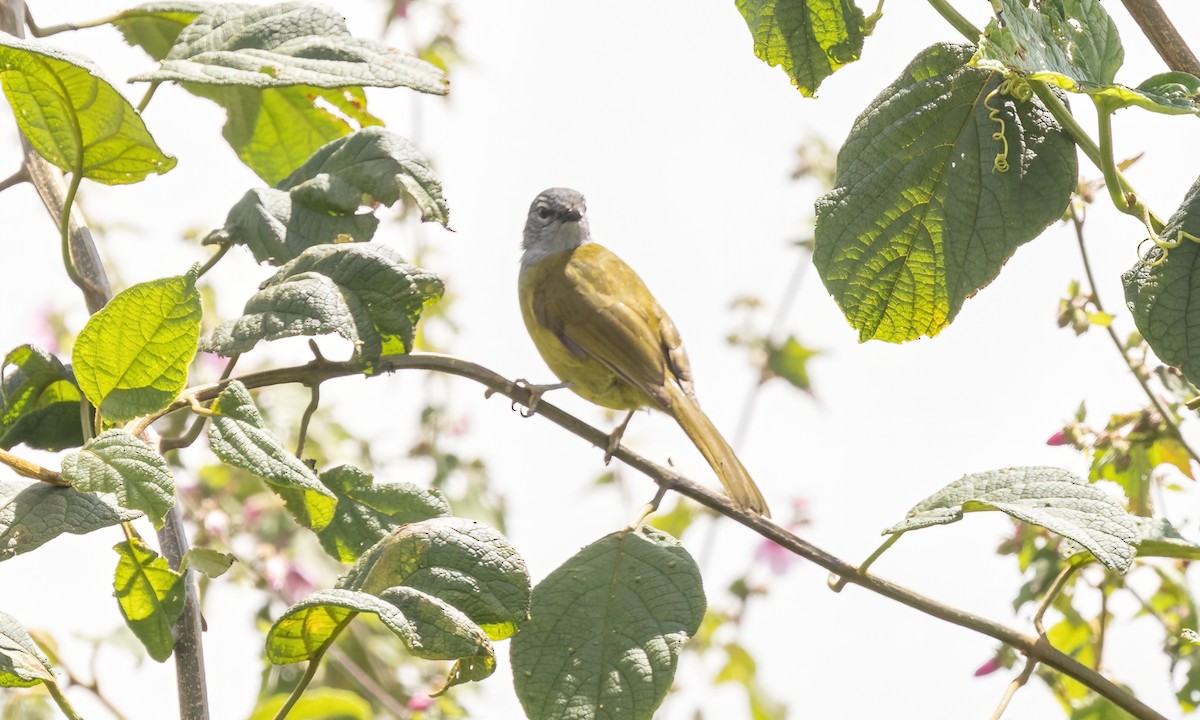 Kikuyu Mountain Greenbul - ML637743843