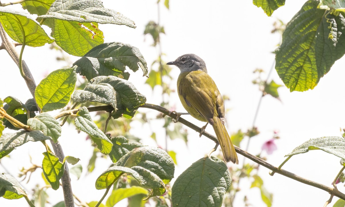 Kikuyu Mountain Greenbul - ML637743845