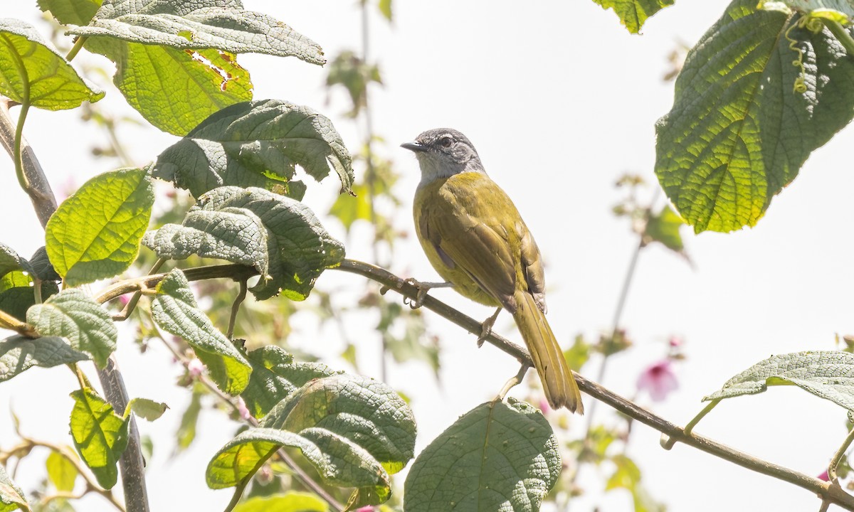 Kikuyu Mountain Greenbul - ML637743846