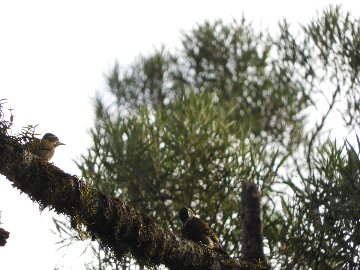 White-spotted Woodpecker - ML637743860