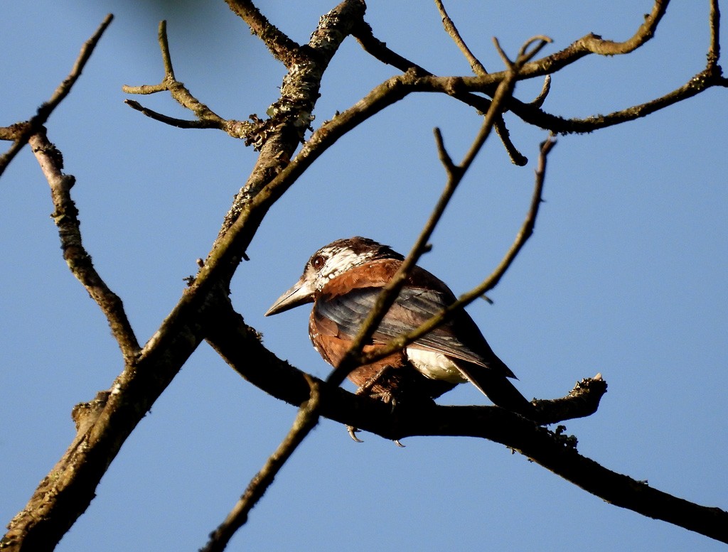 Southern Nutcracker - ML637743887