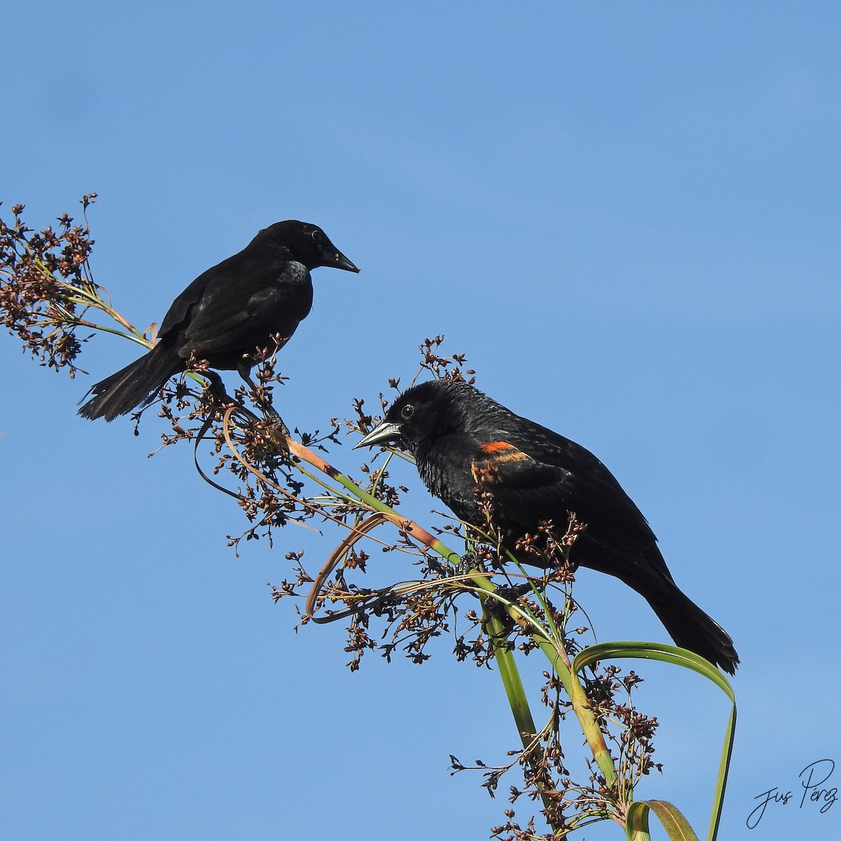 Red-shouldered Blackbird - ML637743889