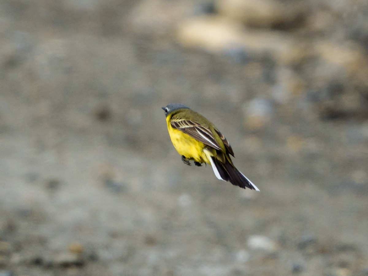 Eastern Yellow Wagtail - ML637743892