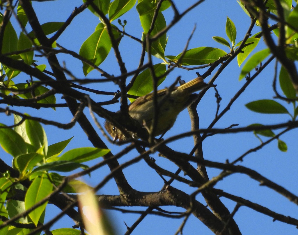 Yellow-browed Tit - ML637743898