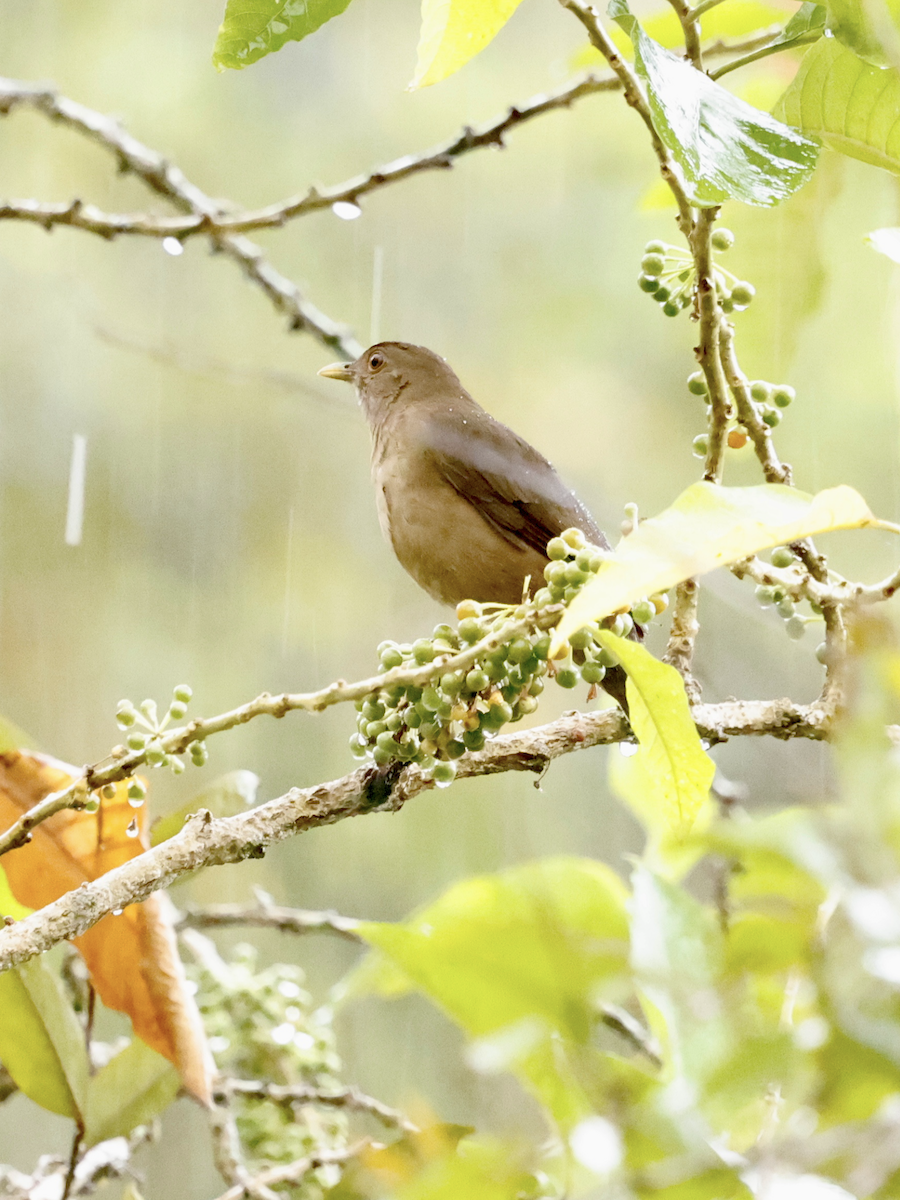 Varzea Thrush - ML637743924