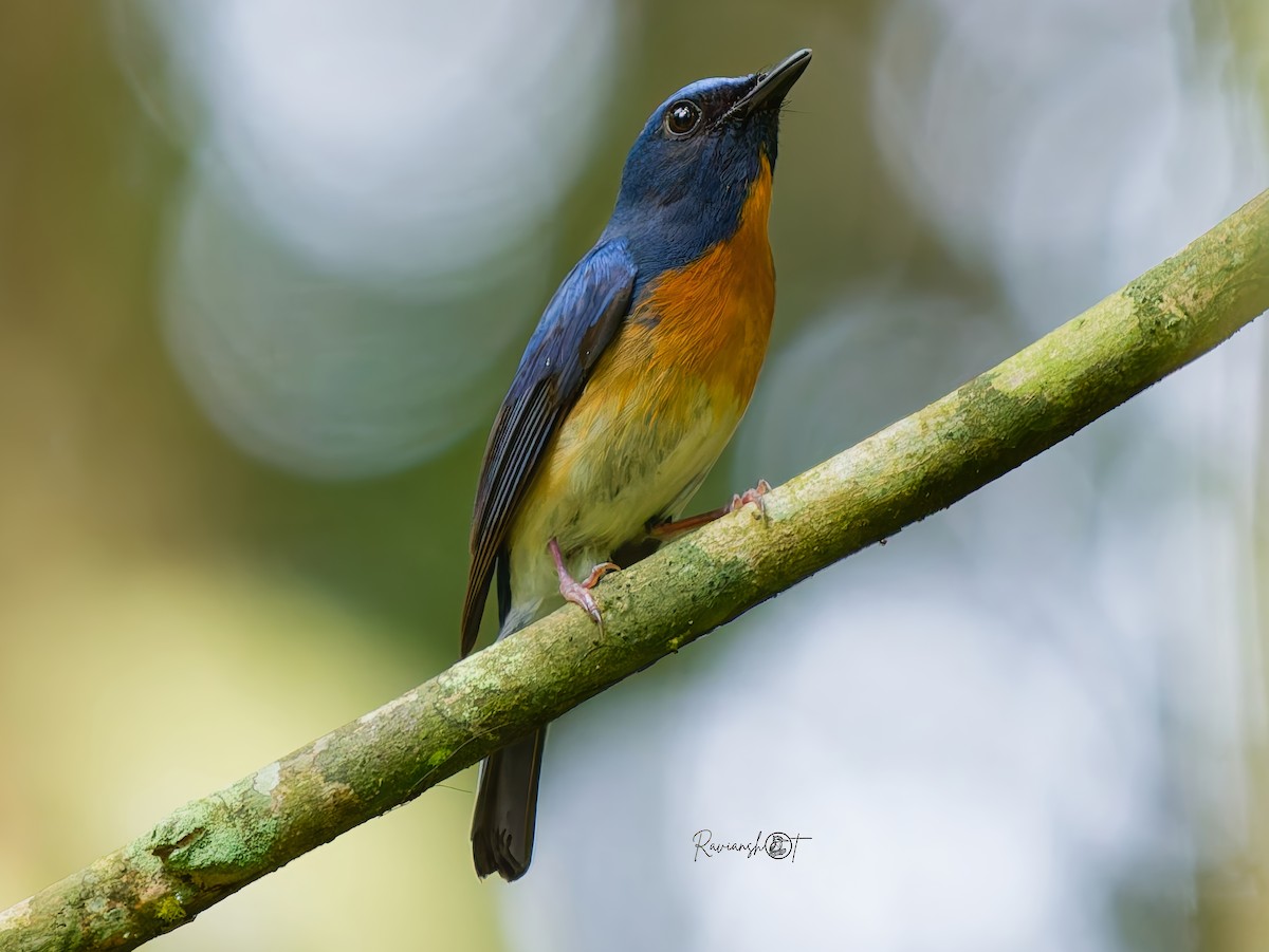 Hainan Blue Flycatcher - ML637743932
