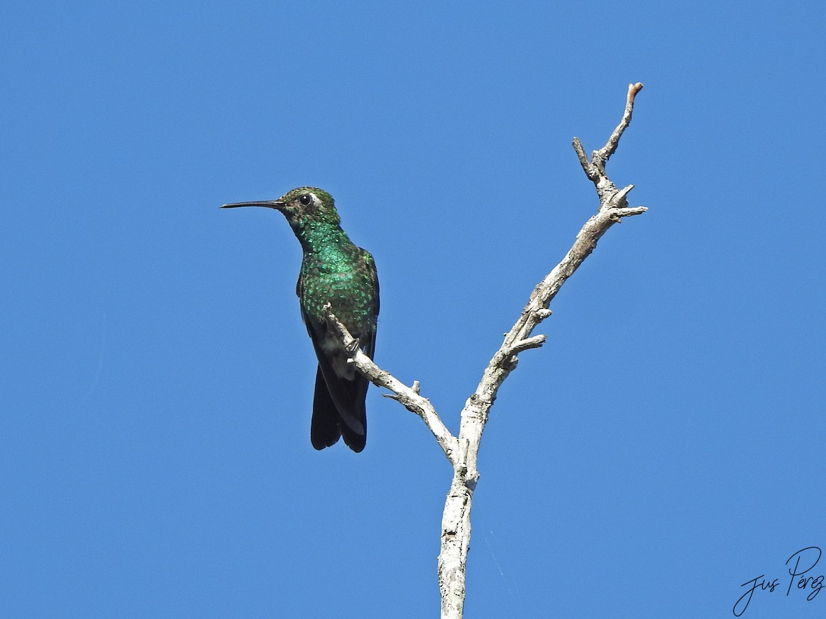Cuban Emerald - ML637743933