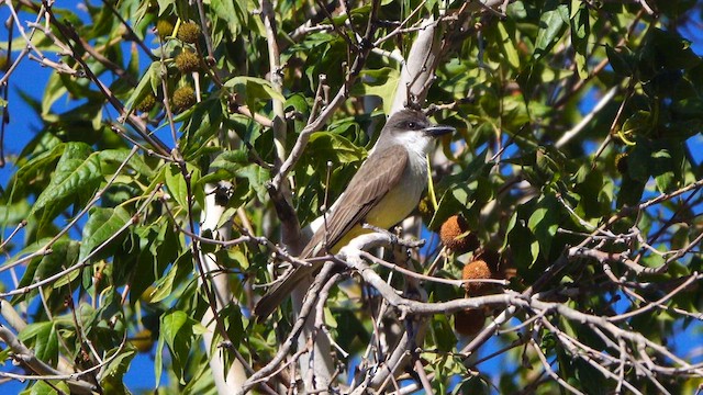 Thick-billed Kingbird - ML637743935