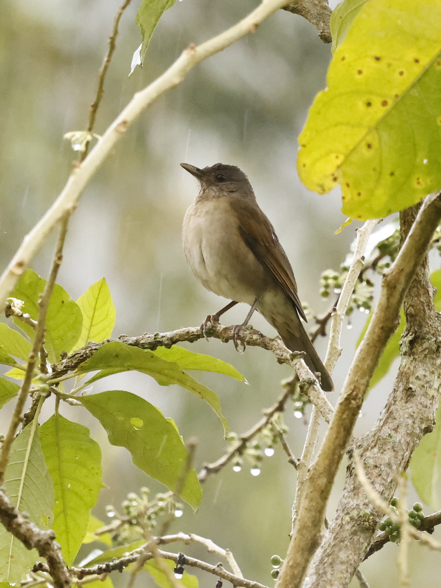 Black-billed Thrush (Amazonian) - ML637743938