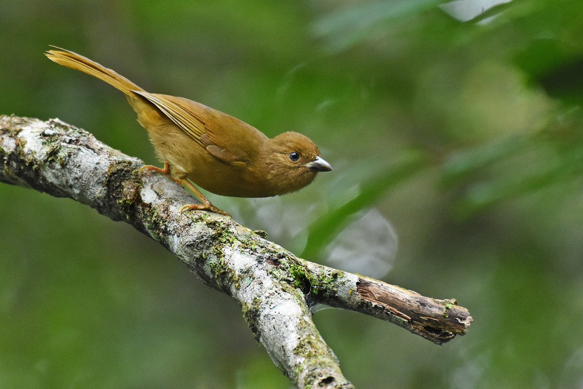 Red-crowned Ant-Tanager - ML637743953