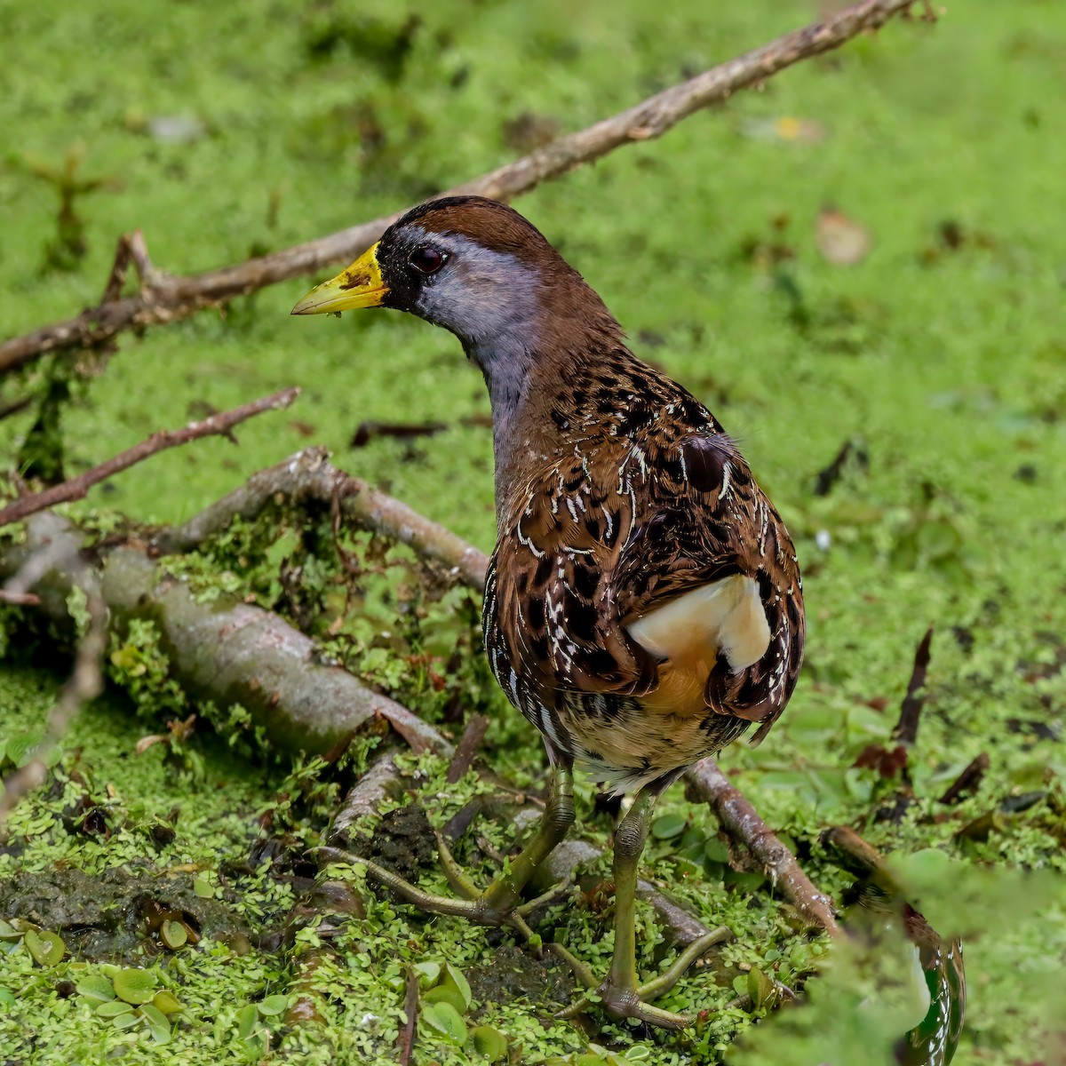 Sora uroilanda - ML637743955