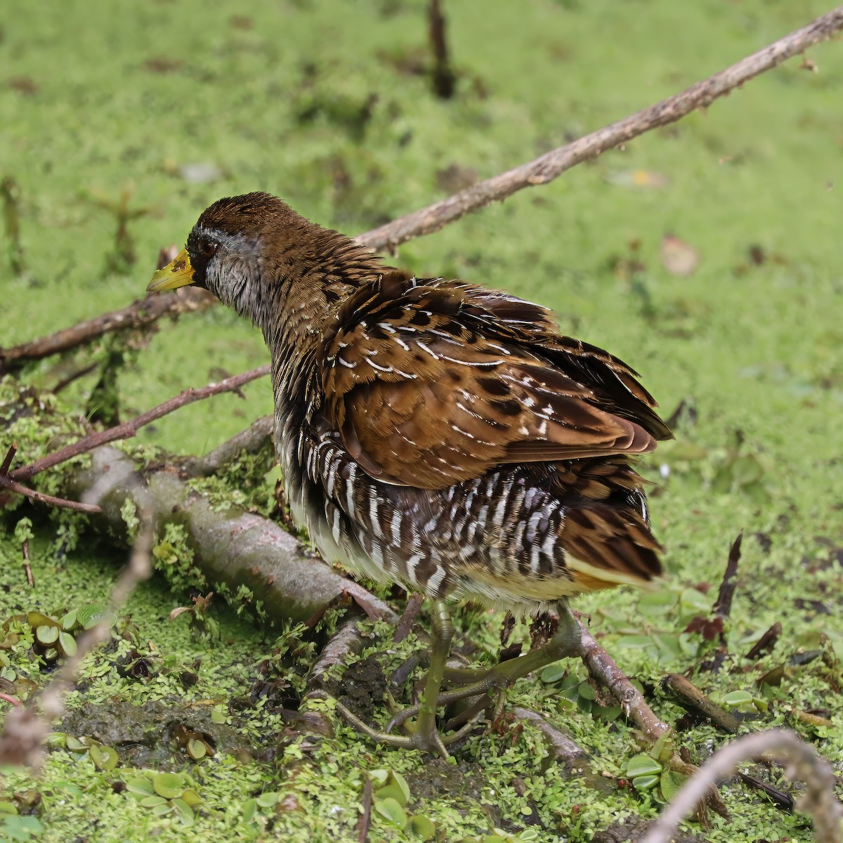Sora uroilanda - ML637743956