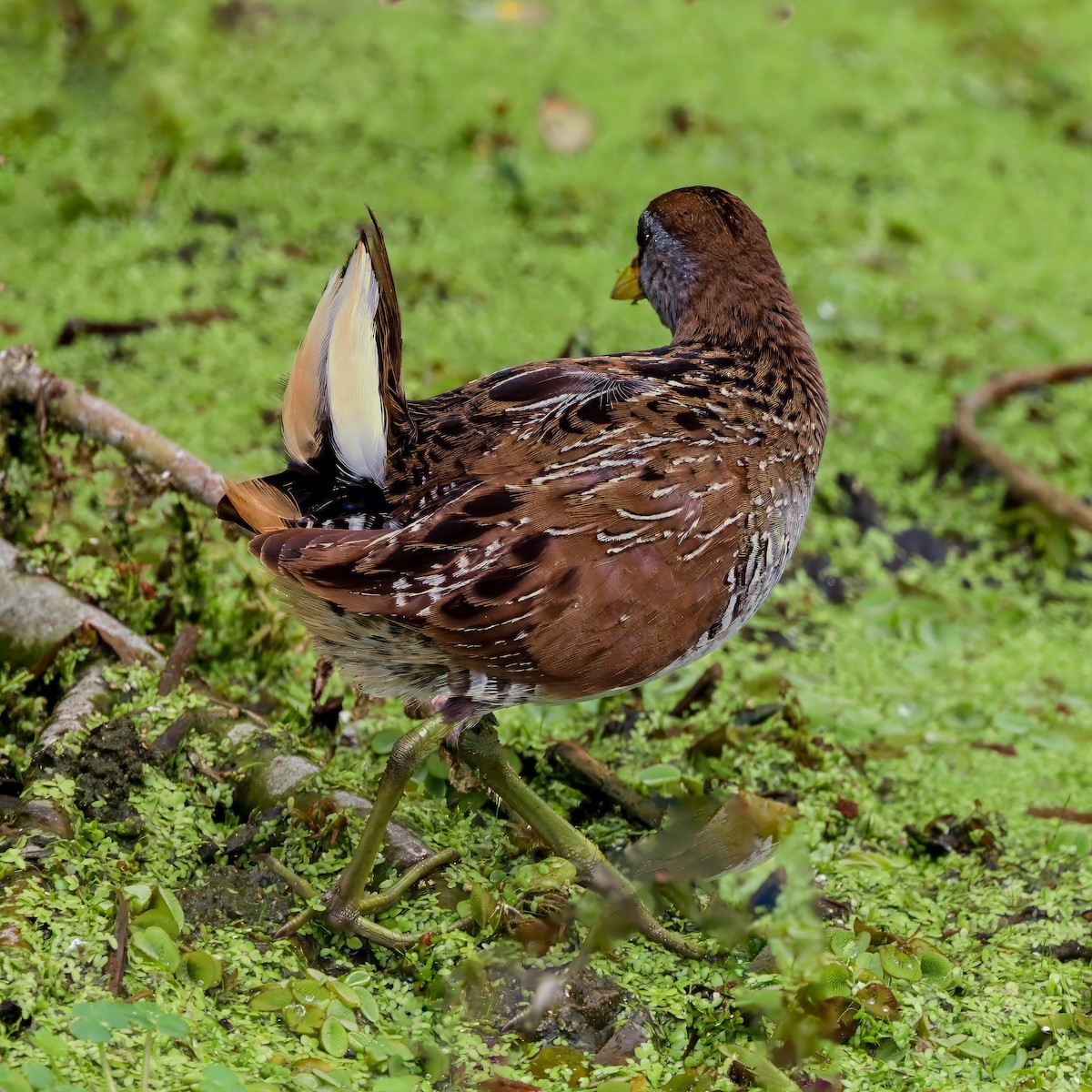 Sora uroilanda - ML637743957