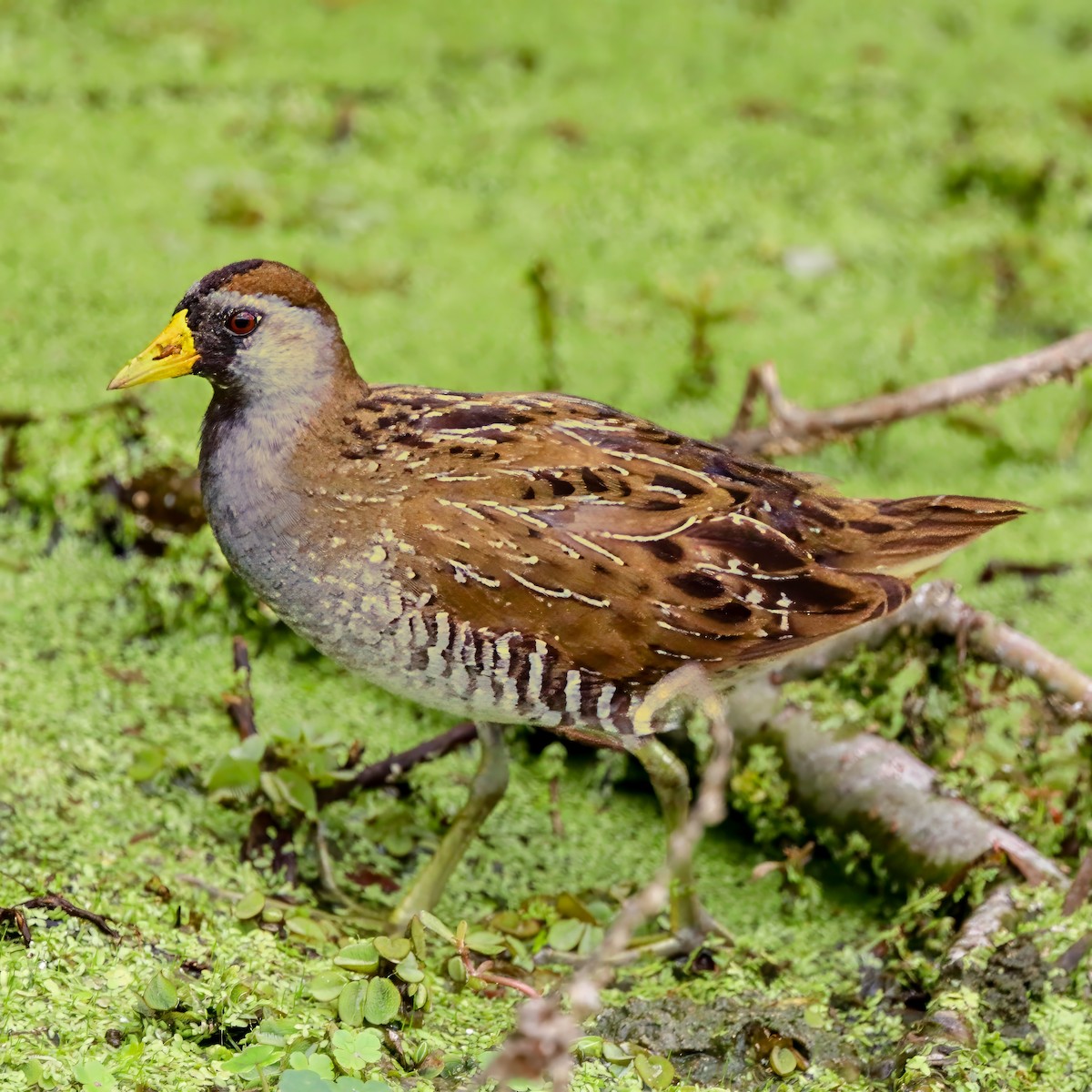 Sora uroilanda - ML637743958