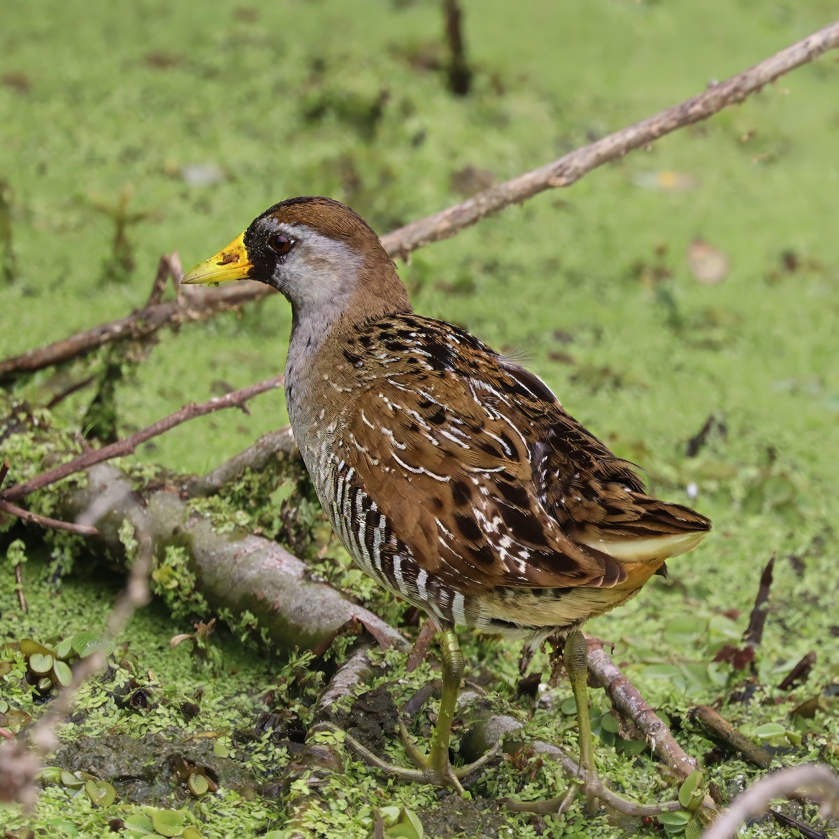 Sora uroilanda - ML637743959