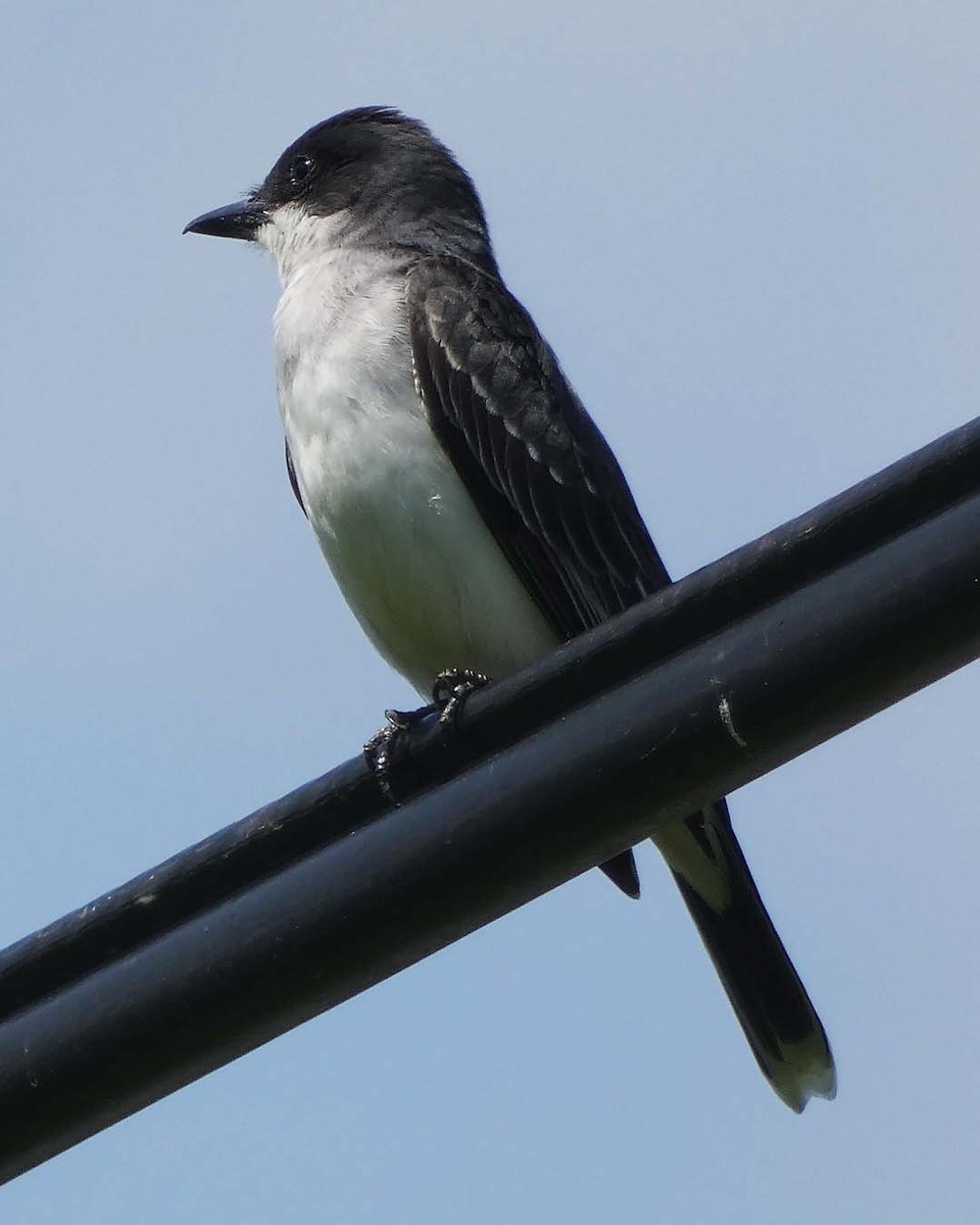 Eastern Kingbird - ML637743971