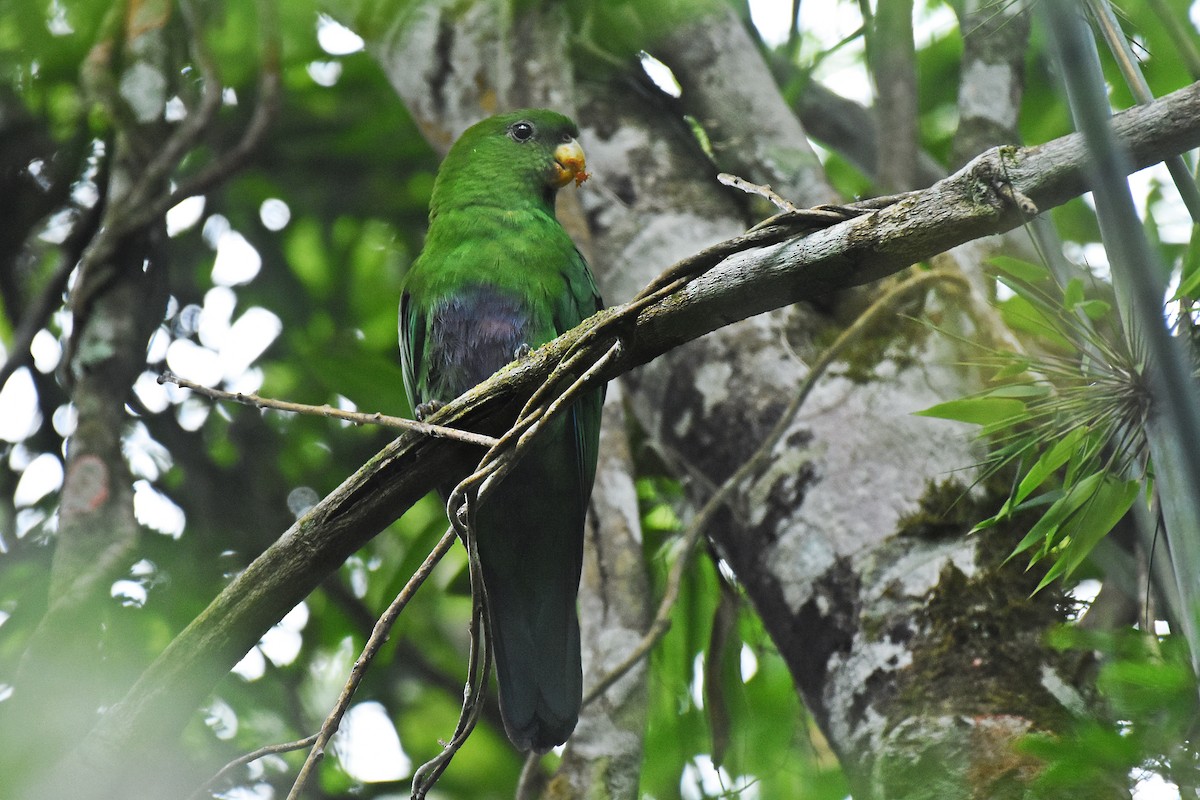Blue-bellied Parrot - ML637743972