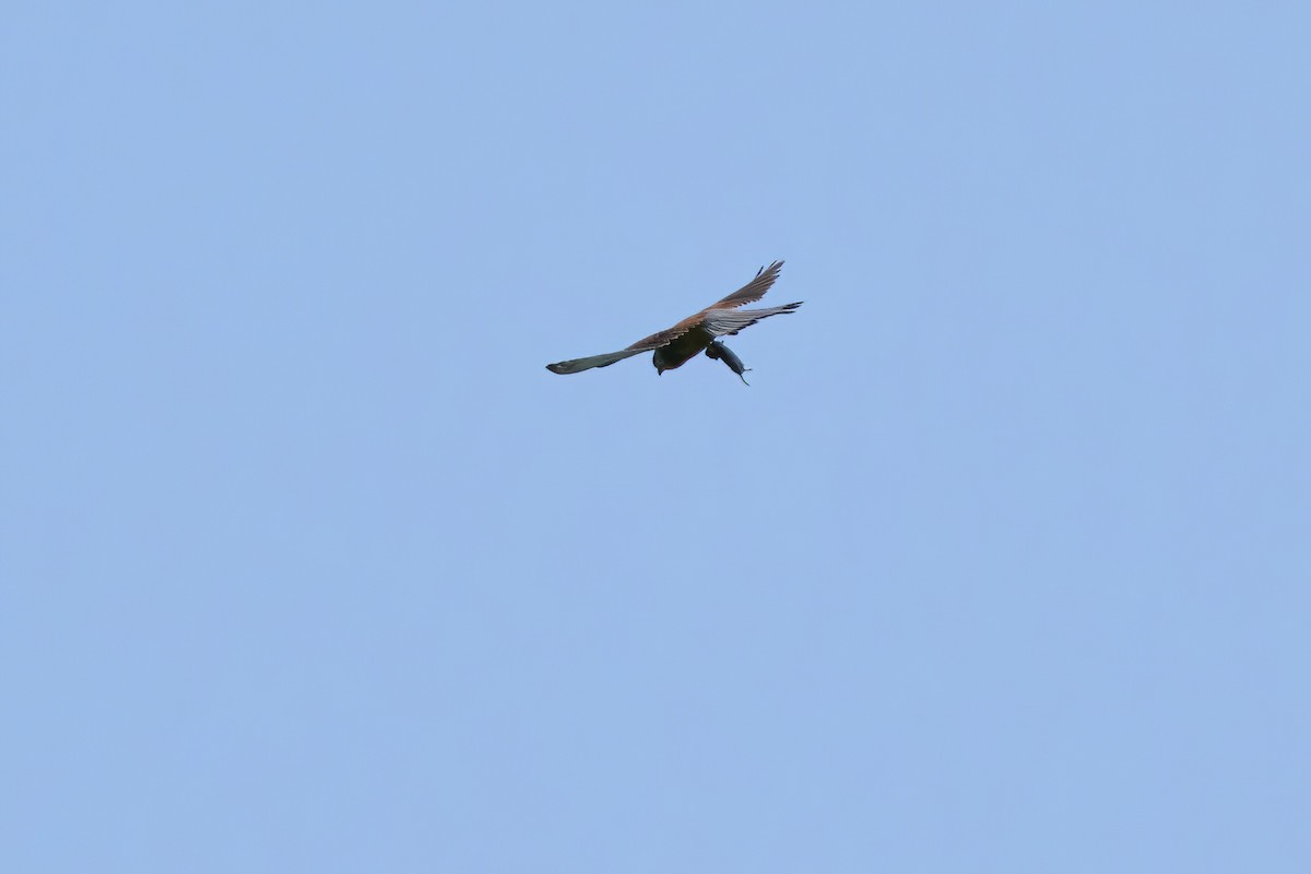 tårnfalk - ML637743997