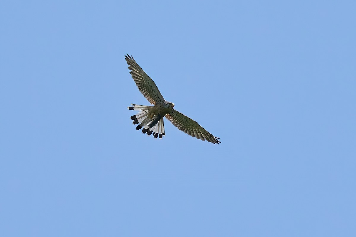 tårnfalk - ML637744002