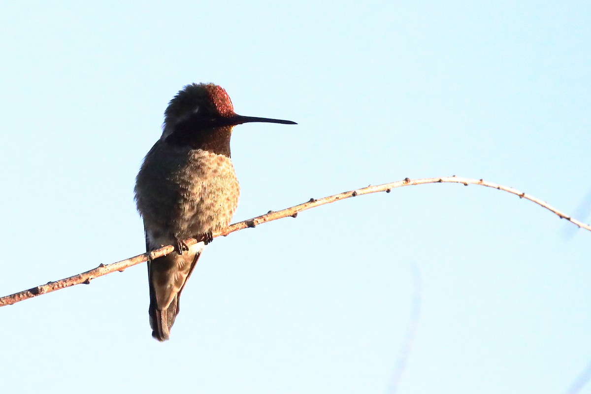 rødmaskekolibri - ML637744004