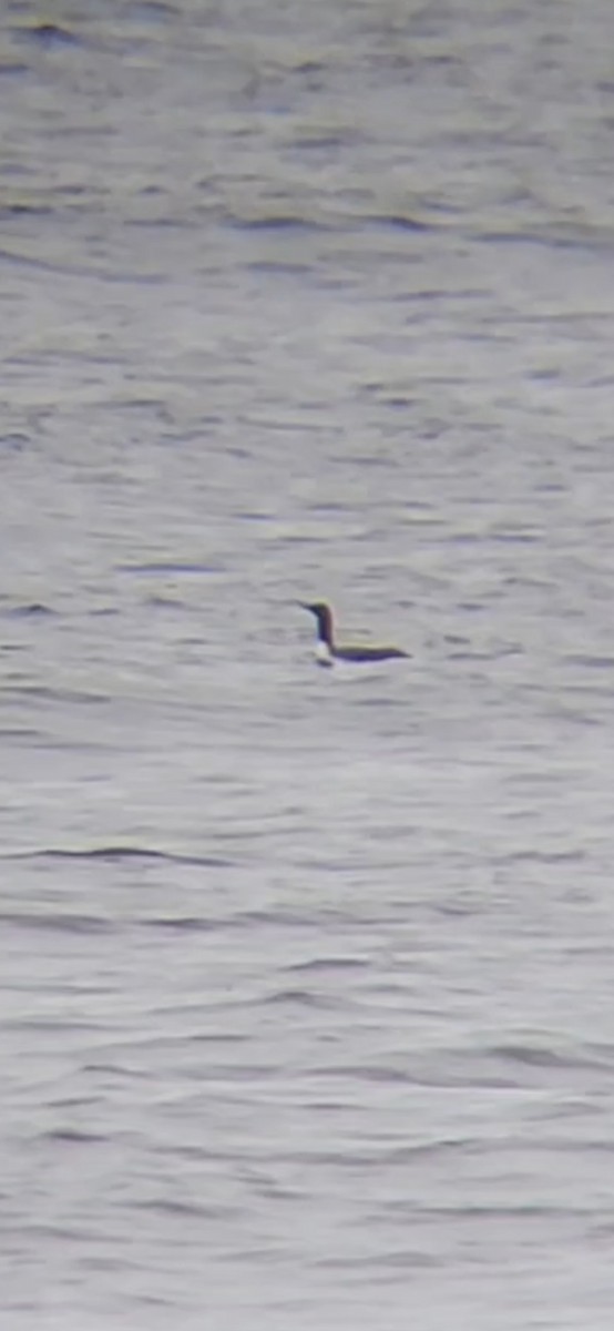 smålom - ML637744008