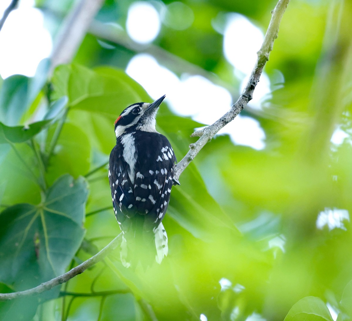 Downy Woodpecker - ML637744032