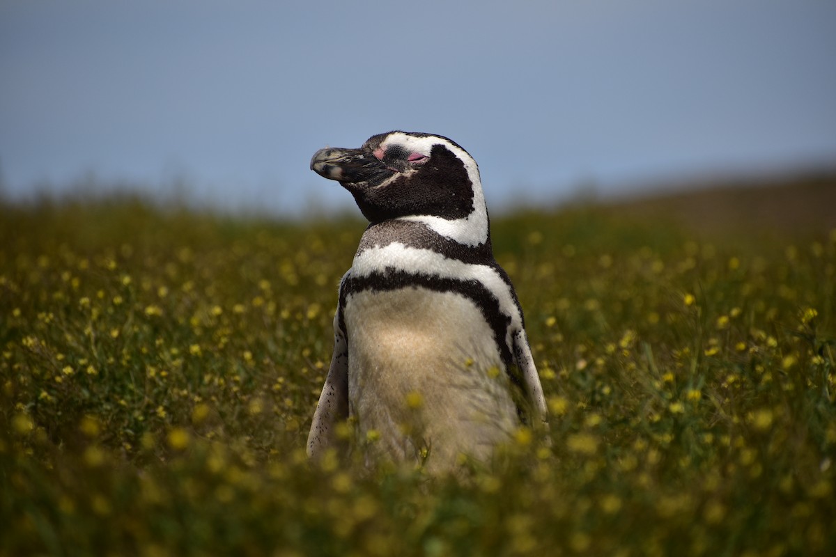 Magellanpinguin - ML637744041