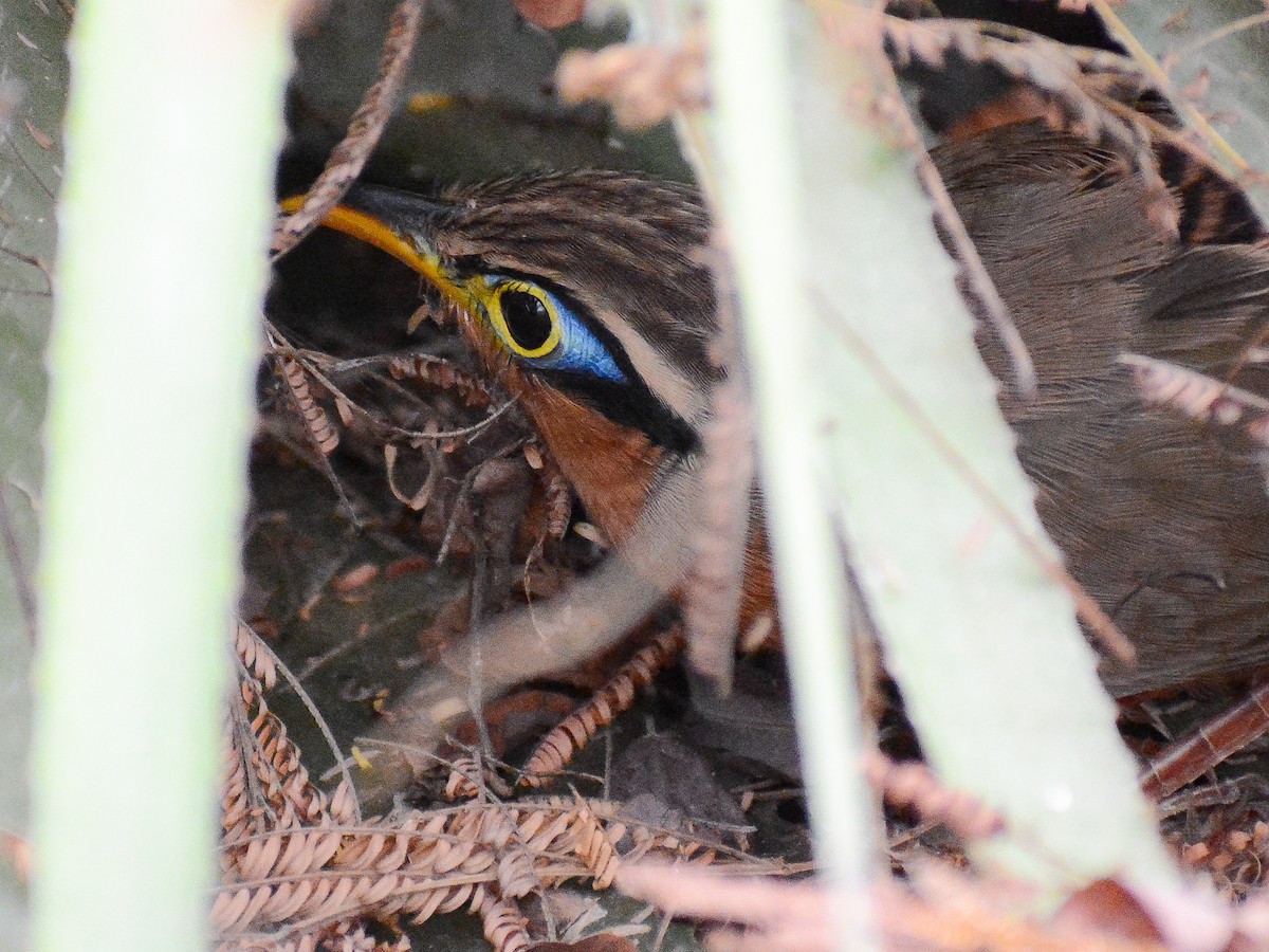 Lesser Ground-Cuckoo - ML637744059