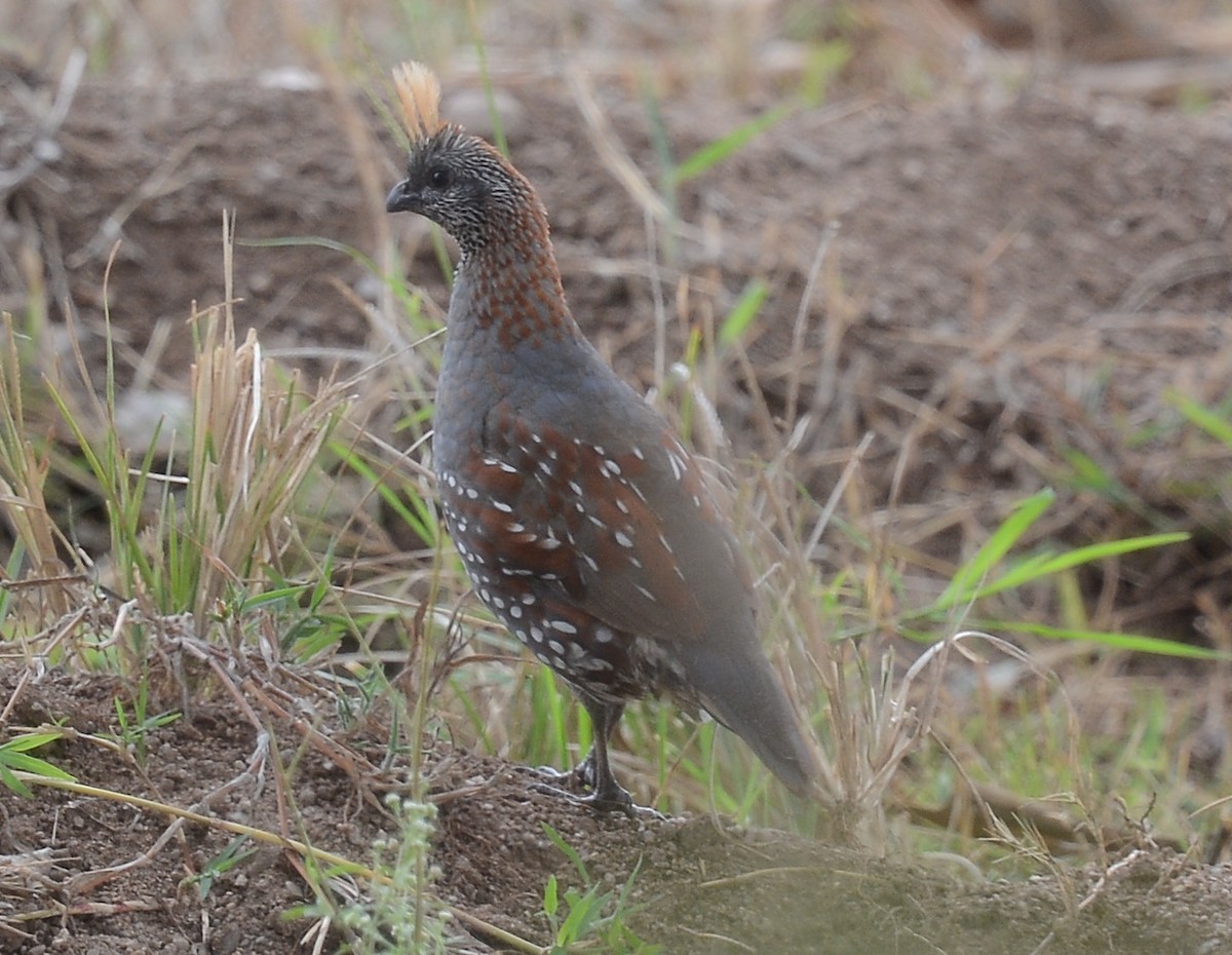 Elegant Quail - ML637744133