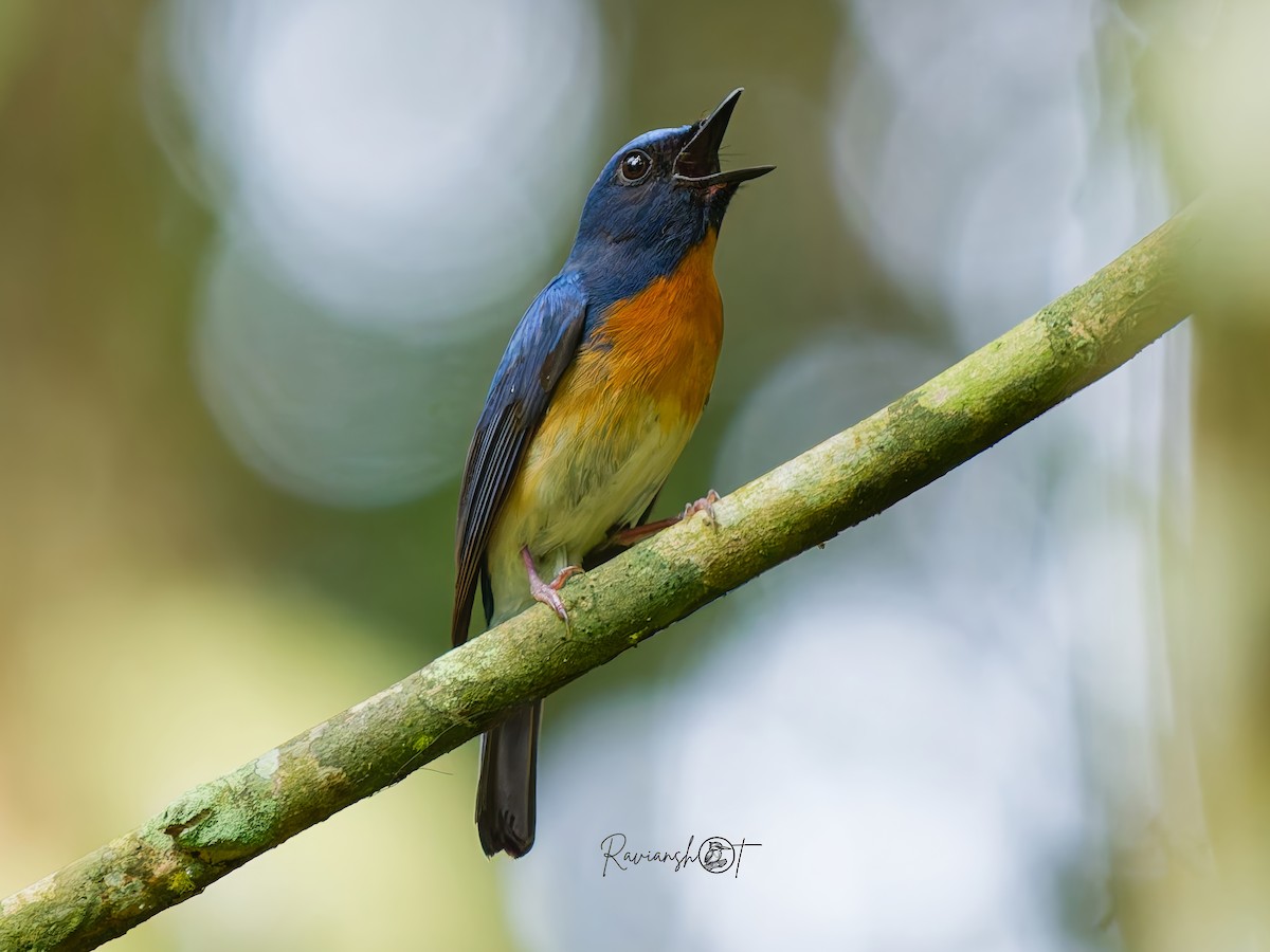 Hainan Blue Flycatcher - ML637744146