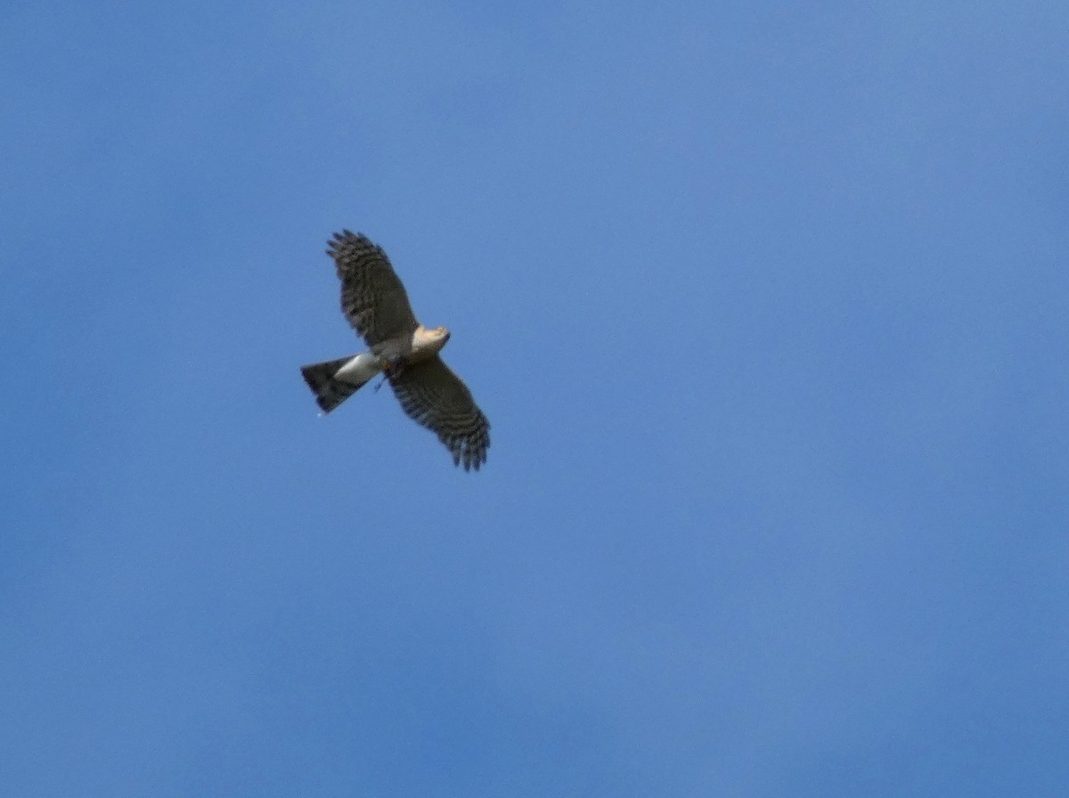 Eurasian Sparrowhawk - ML637744199
