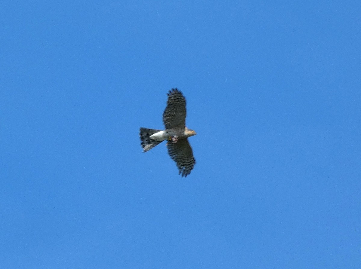 Eurasian Sparrowhawk - ML637744200