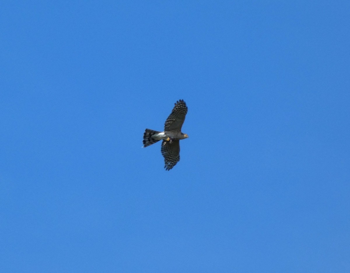 Eurasian Sparrowhawk - ML637744202