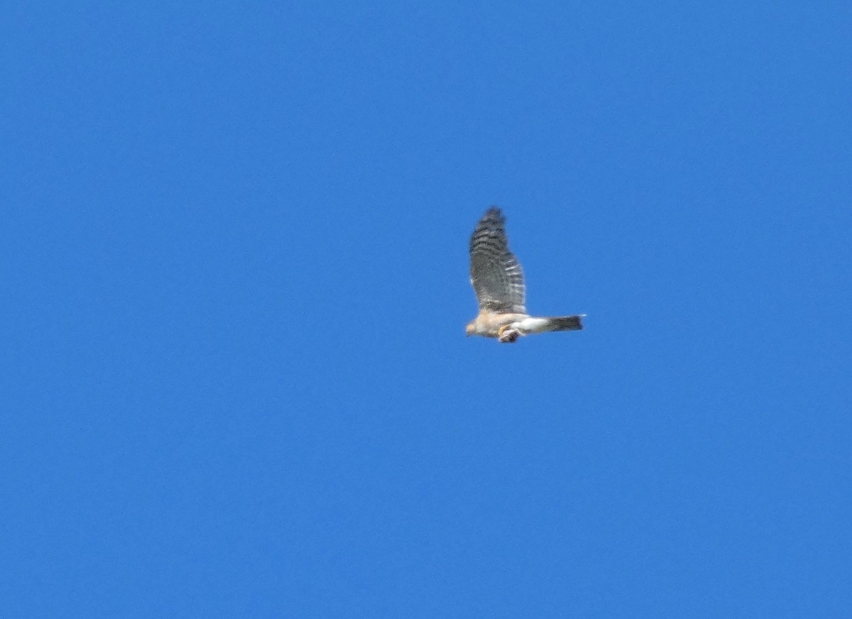 Eurasian Sparrowhawk - ML637744203